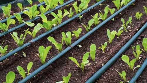 Types of Drip Irrigation Filters